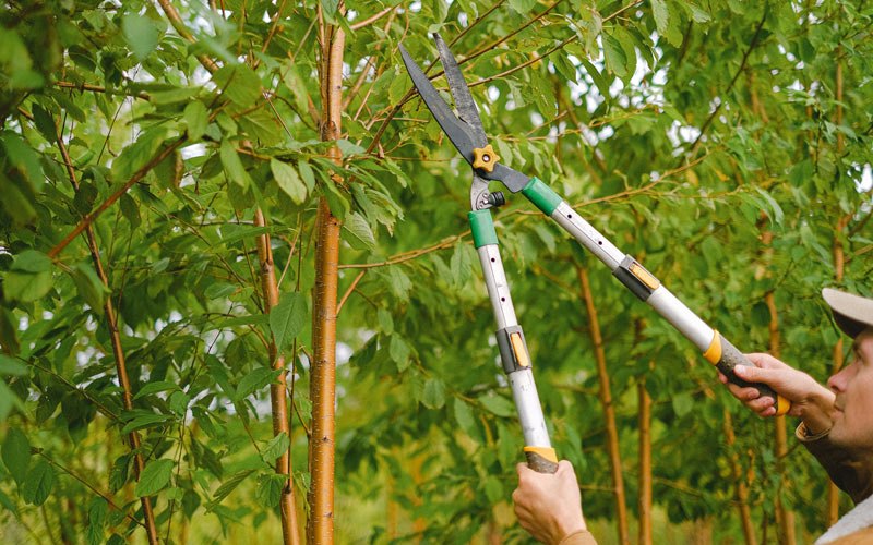Tree trimming in Belt, MT